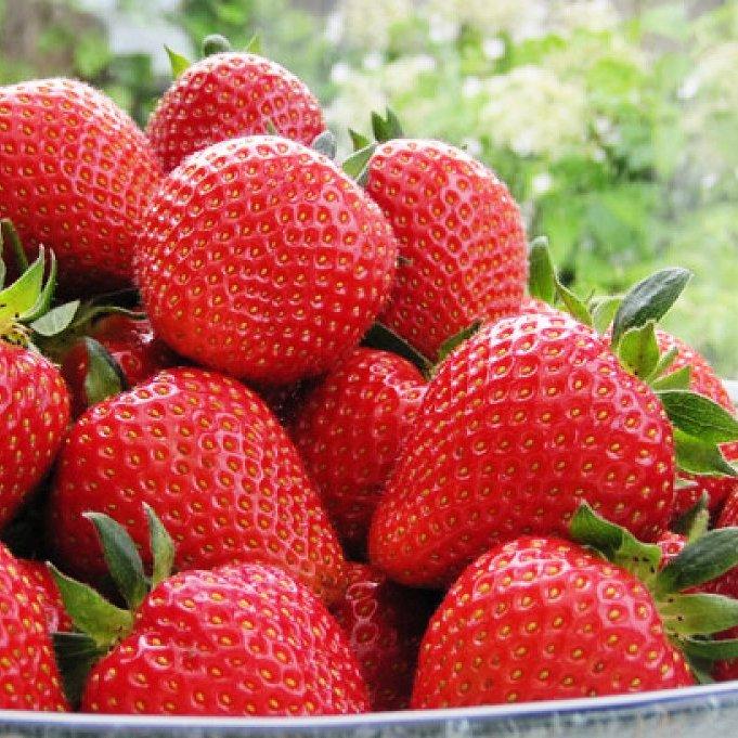 Саджанці полуниці в касеті Мадлен (Madeleine) - раннього терміну, велика, транспортабельна (в касеті) + Подарунок, фото 1