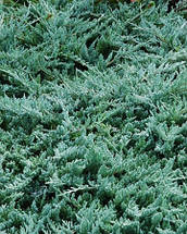 Ялівець Вілтоні / d 25-35 / Juniperus horizontalis Wiltonii, фото 5