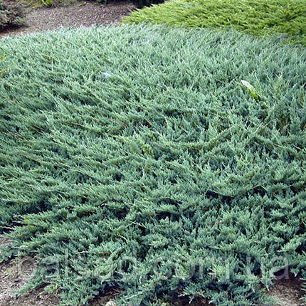Ялівець Вілтоні / d 25-35 / Juniperus horizontalis Wiltonii, фото 3
