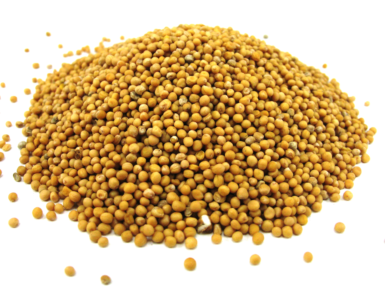 Насіння Гірчиця біла (сидерат), фото 1