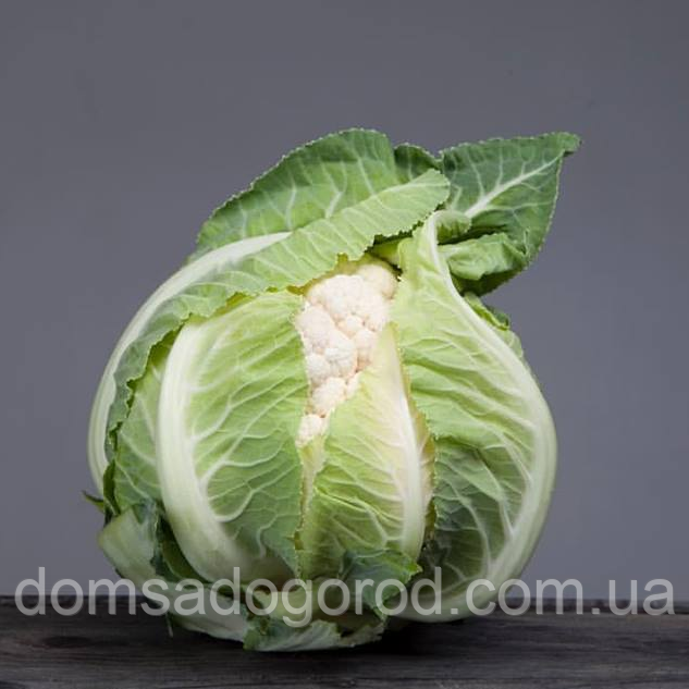 Капуста цвітна АВІЗО F1 | AVIZO F1 Clause 10000 шт