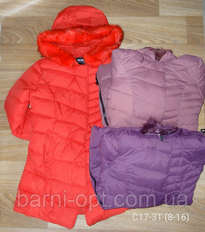 Куртки для дівчаток оптом, Taurus, 8-16 рр., фото 2
