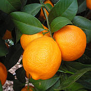 Лайм Філіппінський ред C. aurantifolia "Philippine Red Lime" Кімнатний