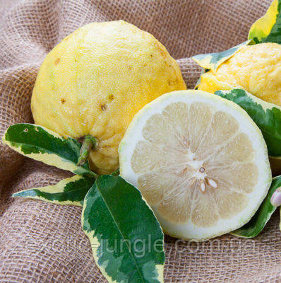 Цирон варієгатний (C. medica Foliis variegatis) 20-25 см. Кімнатний, фото 1