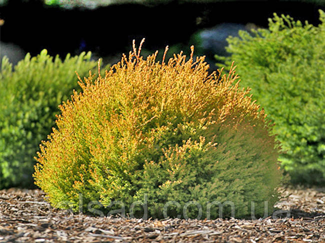 Туя західна Рейнголд / h 20-30 / Thuja occidentalis Rheingold