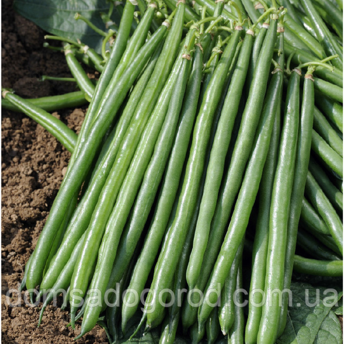 Спаржева квасоля ПАЙК Clause | PAUYK 100000 шт.