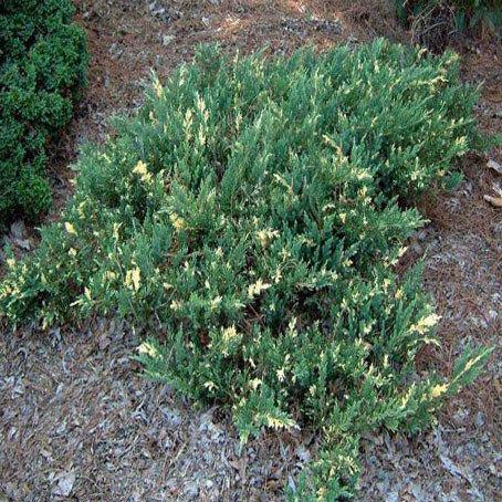 Ялівець горизонтальний Варієгата (Juniperus horizontalis Variegata) а - 30-50 см в горщику С3 л