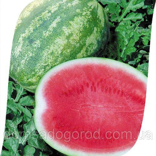Арбуз БОНД F1 | BOND  Cora Seeds 1000 шт