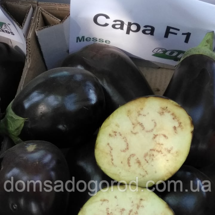 САРА  F1 | SARA  Cora Seeds 500 шт
