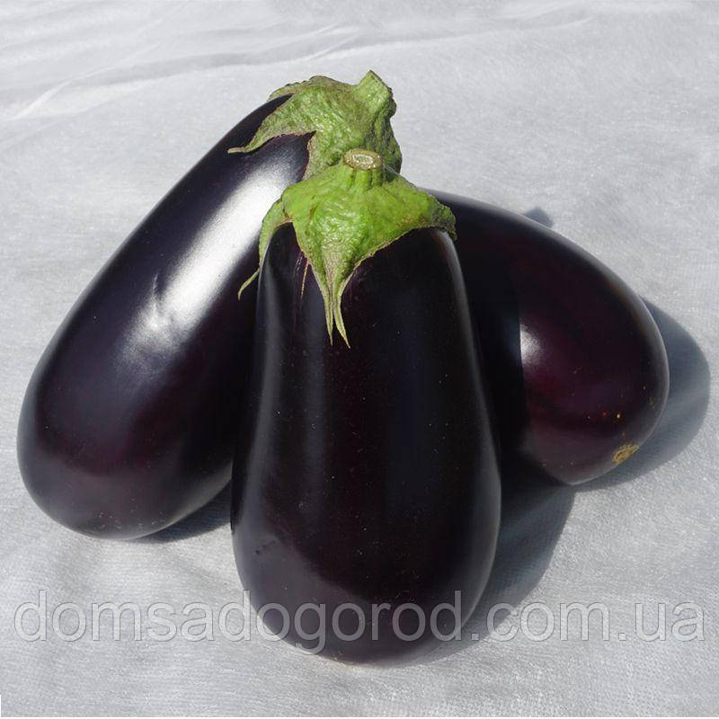 Баклажан  ДЖОКЕР  F1 | JOKER   Cora Seeds  500 шт