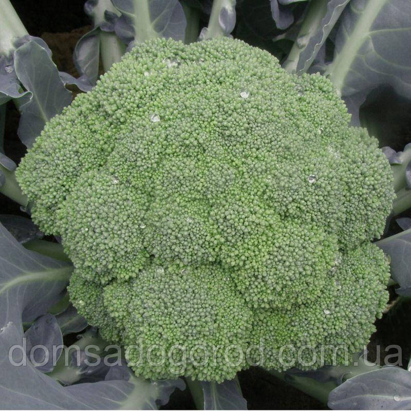 Капуста САМОАF1 | SAMOA Cora Seeds 1000 шт.