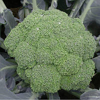 Капуста САМОАF1 | SAMOA Cora Seeds 1000 шт.