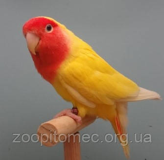 Нерозлучники купити