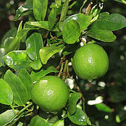 Мексиканський лайм (C. aurantifolia "Messicana" / West Indian lime) Кімнатний
