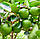 Лайм Мексиканський (aurantifolia Messicana/West Indian lime.) до 20 см. Кімнатний, фото 2