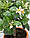 Лайм Таїті, Перський Лайм (tahitian lime, lime tahiti, persian lime 20-25 см. Кімнатний, фото 4