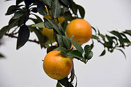 Помірянець Чіното (Citrus Myrtifolia Chinotto) 20-25 см. Кімнатний