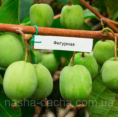 Актинідія плодонос Фігурна (горщик 0,5л), фото 1