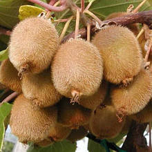 Ківі самозапильний Боскуп Boskoop (горшик 0.5л)