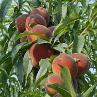 Персик Команч