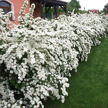 Саджанці спірея Вангутта (Spiraea Vanhouttei)