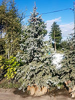 Ель колючая "Блю Маунтин" Picea pungens "Blue Mountain" h2,00-2,25