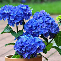 Саджанці Гортензії крупнолистной Ніко Блю (Hydrangea macrophylla Nikko Blue) Р9