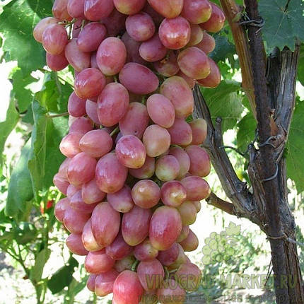 Саджанці винограду сорт Анжеліка, фото 2