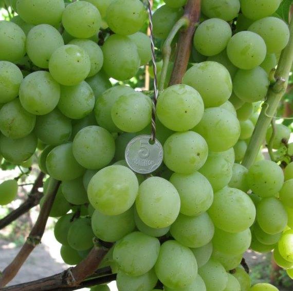 Саджанці винограду сорт Смарагд, напівупакований