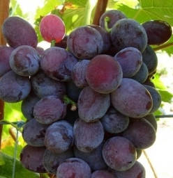 Саджанці винограду сорт Форевер, напівупакований, фото 2