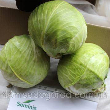 Капуста СВ 3389 F1 | SV 3389  2500 шт Sеminis