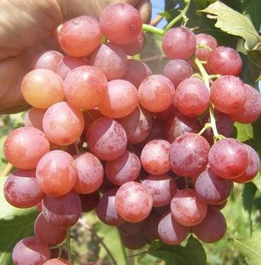 Саджанці винограду сорт Ред Роуз, фото 2