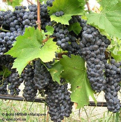 Саджанці винограду сорт Гурзуфський рожевий, напівупакований, фото 1