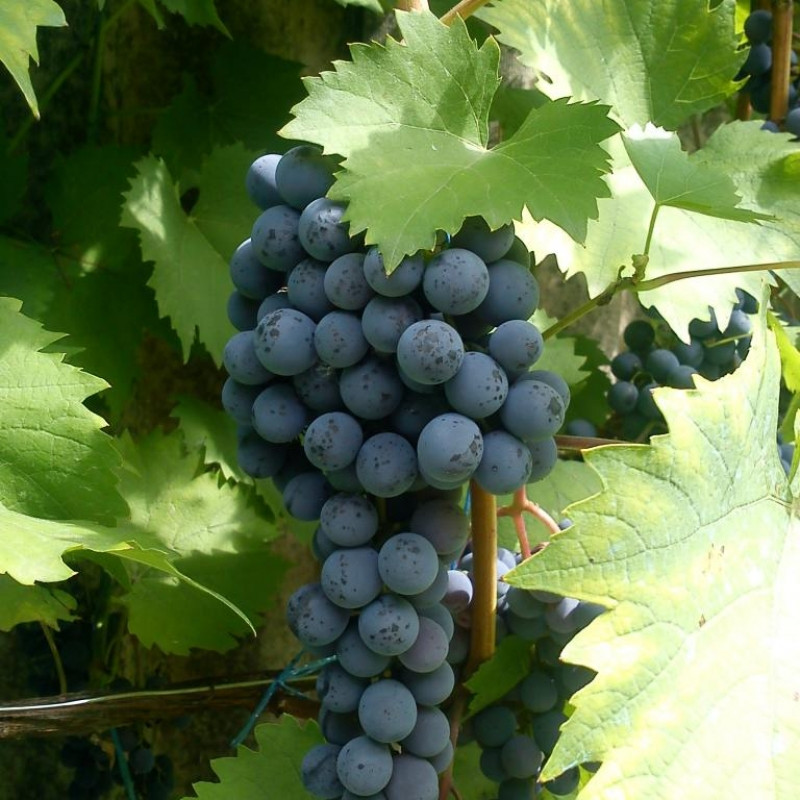 Саджанці винограду сорт Лівадійський чорний, напівупакований