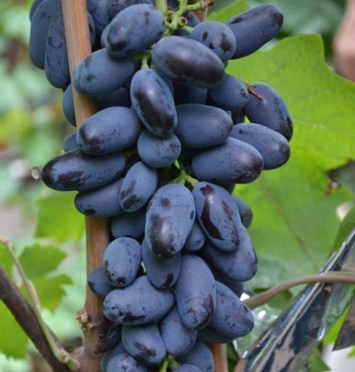 Саджанці винограду сорт Байконур, напівупакований
