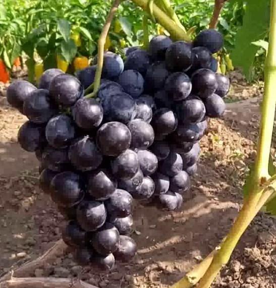 Саджанці винограду сорт Шарада, напівупакований