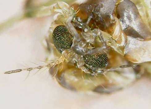 Електронний мікроскоп USB 1000Х на підставці