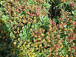 Очиток камчатський (Sedum kamtschaticum) Р9, фото 2