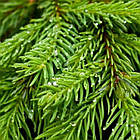 Саджанці Ялини звичайної, європейської, 4-х річна (Picea abies, excelsa) С3, фото 2