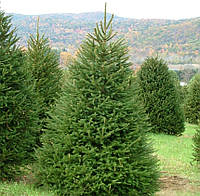 Саджанці Ялини звичайної, європейська (Picea abies, excelsa)