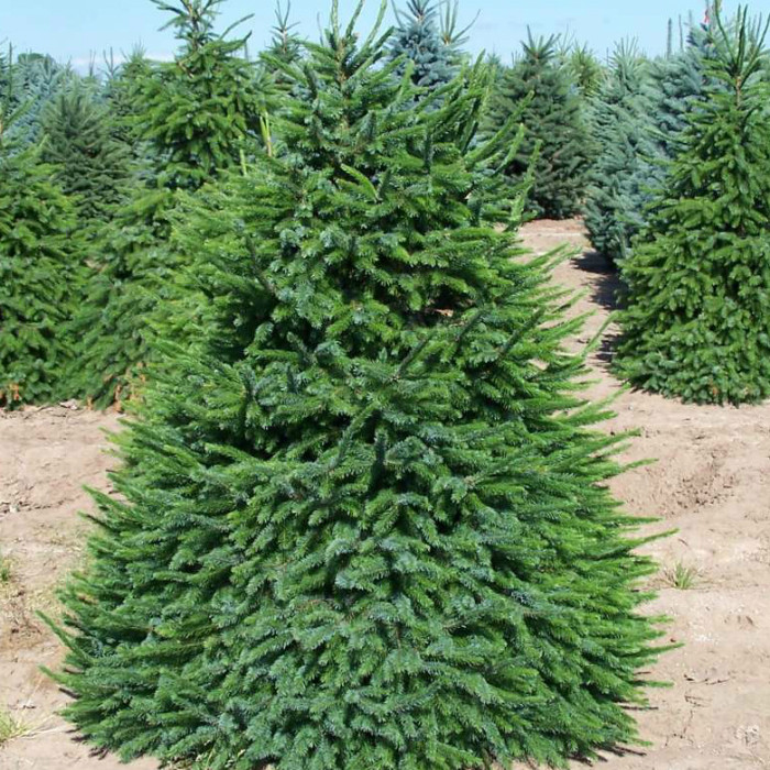 Саджанці Ялини сербської (Picea omorika) 4-х річна С7.5