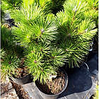 Саженці Сосни Тунберга (японська чорна), 4-х річна (Pinus Thunbergiii) С3, фото 3