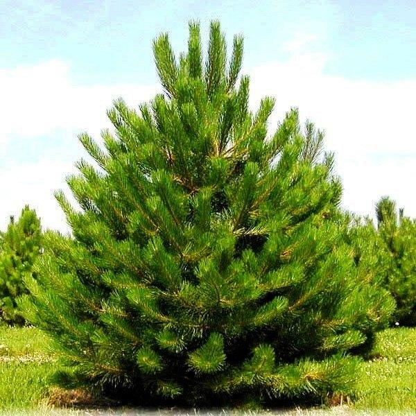 Саджанці Сосни звичайної (Pinus sylvestris) 7-річна С7.5