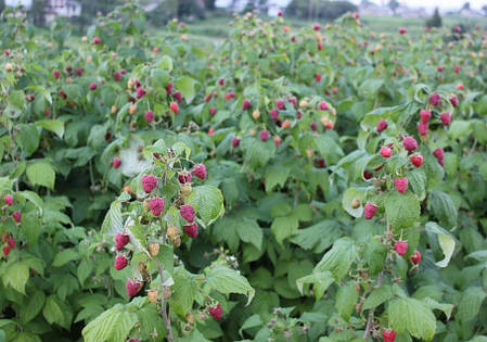 Саджанці малини Полана пророслі(кропивко), 100% приживлюваність, фото 2