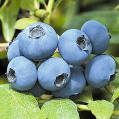 Саджанці лохини Чантиклер (Chantikleer) 5-річні в горщику h-120-150см. кущ.,3-5 пагонів