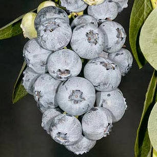 Саджанці лохини Блюголд (Bluegold) 5 річні, конт. 20 л, фото 1