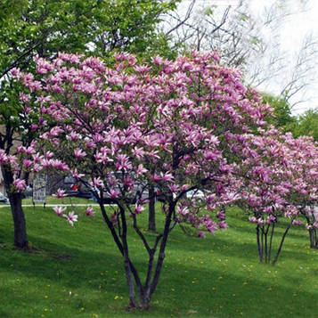 Саженцы магнолия Бетти Magnolia Betty