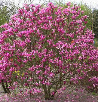 САДЖАНЦІ МАГНОЛІЯ СЮЗАН (ЛАТ. MAGNOLIA SUSAN)