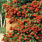 Саджанці піраканта яскраво-червоного Оранж Сяйво (Pyracantha coccinea Orange Glow), фото 2