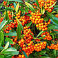 Саджанці піраканта яскраво-червоного Оранж Сяйво (Pyracantha coccinea Orange Glow), фото 3